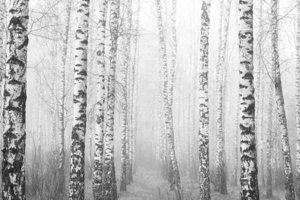 Belas Árvores Bétula Com Casca Bétula Branca Bosque Bétula Com Fotografia De Stock