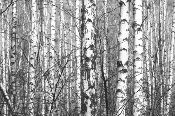 Красивые Березы Белой Березовой Корой Березовой Роще Березовыми Листьями Осенью — стоковое фото