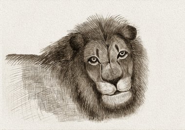 Aslan (kroki)