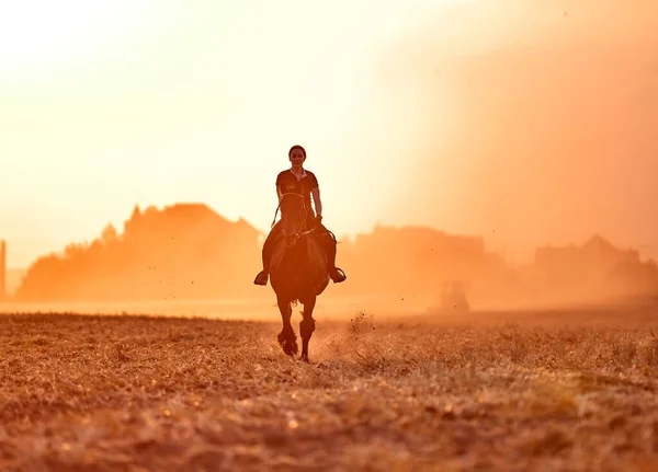 Fata Călare Cal Frizian Într Câmp Apus Soare — Fotografie, imagine de stoc