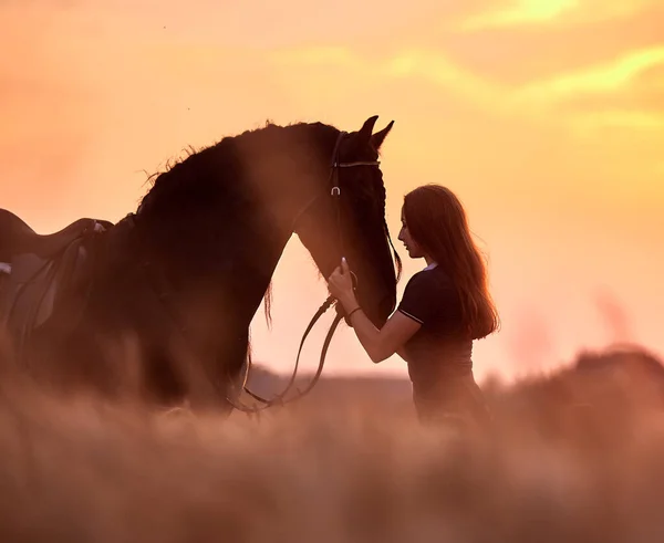 Een Meisje Naast Een Fries Paard Bij Zonsondergang Een Veld — Stockfoto