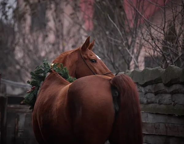 Cheval Gingembre Dans Les Décorations Noël — Photo