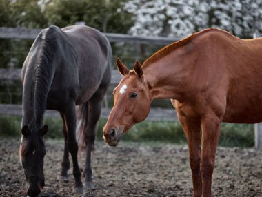 Safkan atlar çiftlikte bir ağılda yürürler.