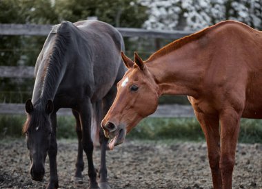 Komik kırmızı at esniyor
