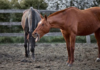 Komik kırmızı at esniyor