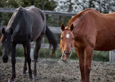 Komik kırmızı at esniyor