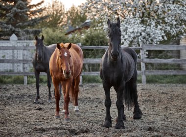 Safkan atlar çiftlikte bir ağılda yürürler.