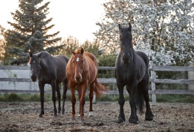 Safkan atlar çiftlikte bir ağılda yürürler.