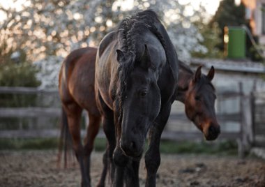 Safkan atlar çiftlikte bir ağılda yürürler.