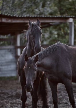 Safkan atlar çiftlikte bir ağılda yürürler.