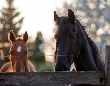 Safkan atlar çiftlikte bir ağılda yürürler.
