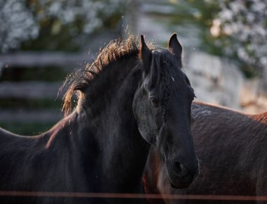 Çayırda yürüyen safkan Frizya aygırı.