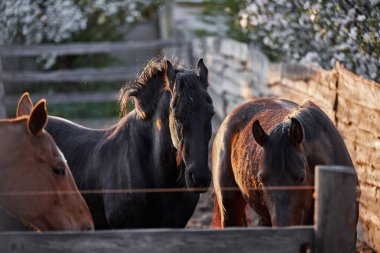 Safkan atlar çiftlikte bir ağılda yürürler.