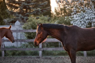 Bir at otlakta yürüyor.