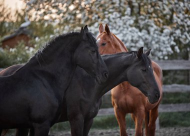 Safkan atlar çiftlikte bir ağılda yürürler.