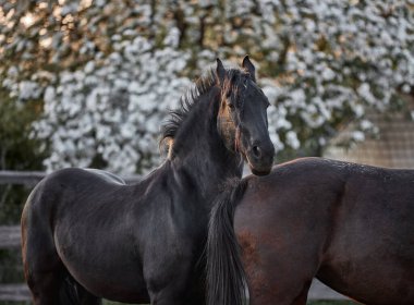 Çayırda yürüyen safkan Frizya aygırı.