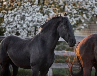 Çayırda yürüyen safkan Frizya aygırı.