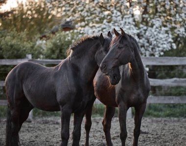 Safkan atlar çiftlikte bir ağılda yürürler.