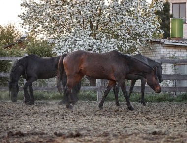Safkan atlar çiftlikte bir ağılda yürürler.
