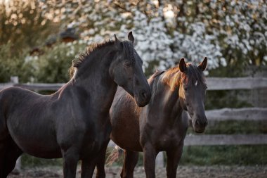 Safkan atlar çiftlikte bir ağılda yürürler.