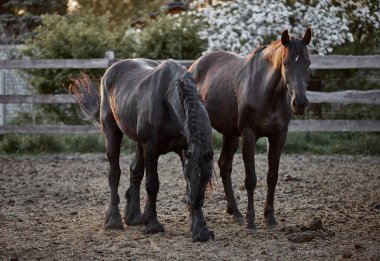 Safkan atlar çiftlikte bir ağılda yürürler.