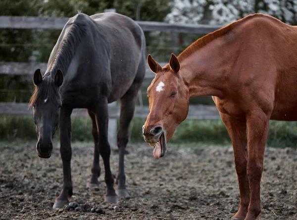 面白い赤い馬のヤーン — ストック写真