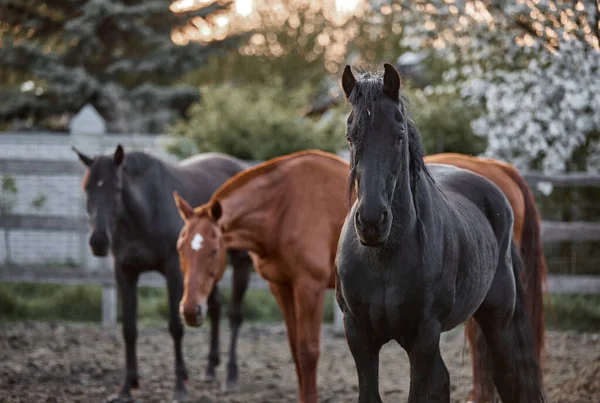 Alaposan Nevelt Lovak Sétálnak Egy Karámban Egy Farmon — Stock Fotó