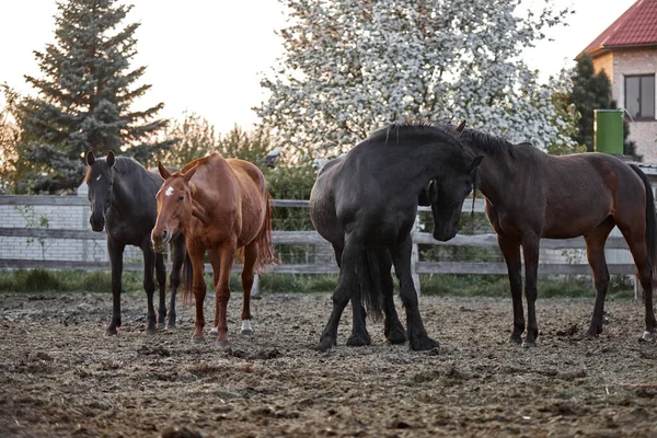 Cavalos Raça Pura Caminham Curral Uma Fazenda — Fotografia de Stock