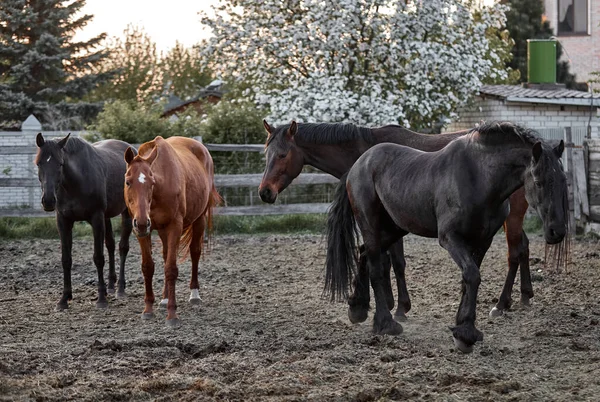 Thoroughbred Horses Walk Corral Farm — Stock Photo, Image