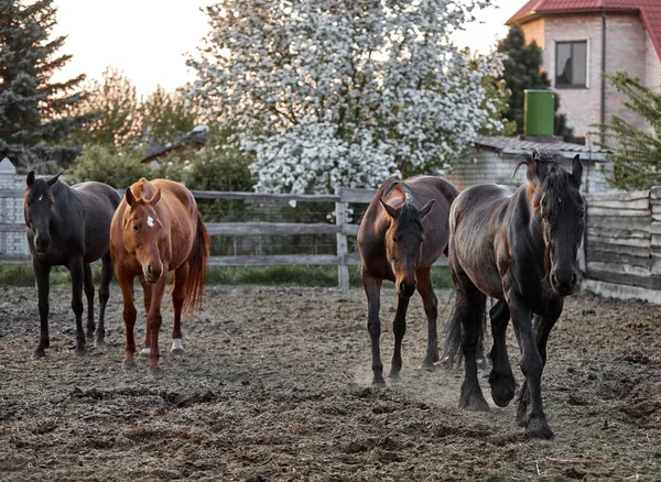 Cavalos Raça Pura Caminham Curral Uma Fazenda — Fotografia de Stock