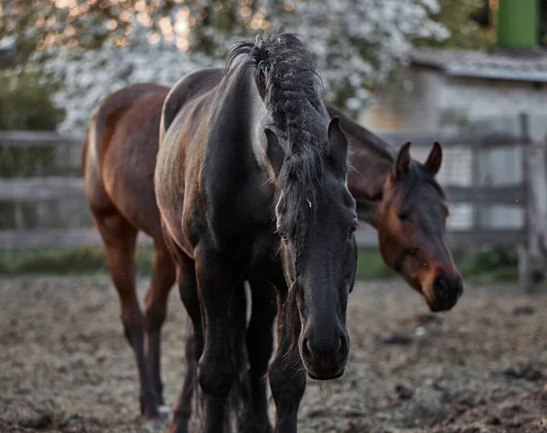 Cavalos Raça Pura Caminham Curral Uma Fazenda — Fotografia de Stock