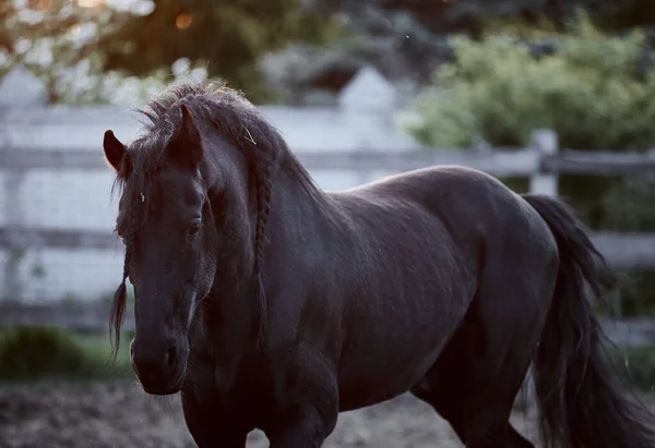 Thoroughbred Friesian Stallion Walking Paddock — Stock Photo, Image