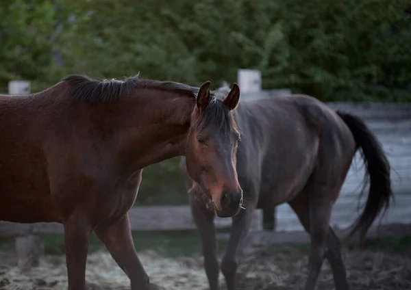 Thoroughbred Häst Fålla Gård — Stockfoto