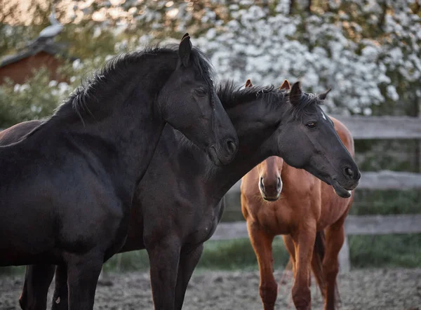 Safkan atlar çiftlikte bir ağılda yürürler.