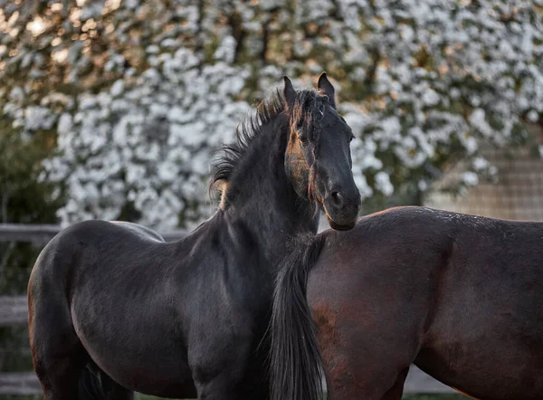 Çayırda yürüyen safkan Frizya aygırı.