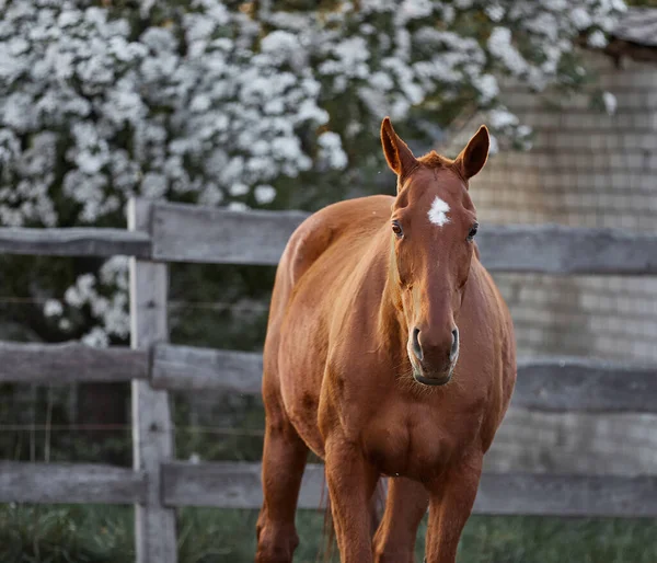 Красивий Червоний Кінь Гуляє Весло Фермі — стокове фото