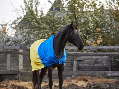 Ukrayna bayraklı güzel siyah at