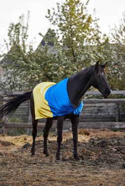 Ukrayna bayraklı güzel siyah at