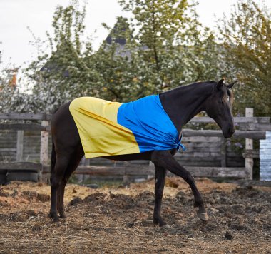 Ukrayna bayraklı güzel siyah at