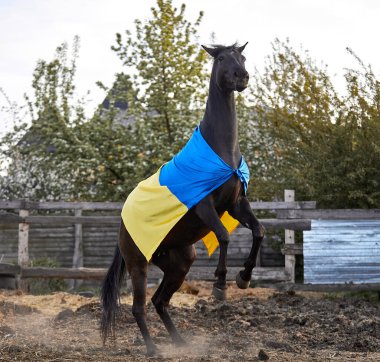 Ukrayna bayraklı güzel siyah at