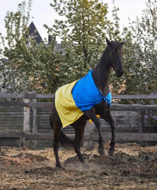 Ukrayna bayraklı güzel siyah at