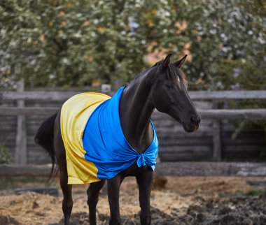 Ukrayna bayraklı güzel siyah at