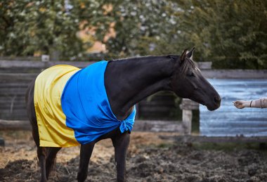 Ukrayna bayraklı güzel siyah at