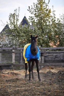 Ukrayna bayraklı güzel siyah at