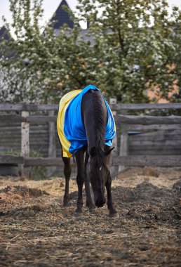 Ukrayna bayraklı güzel siyah at