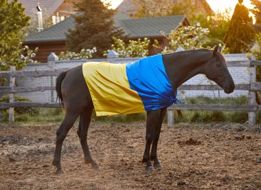 Ukrayna bayraklı güzel siyah at