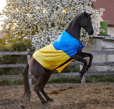 Ukrayna bayraklı güzel siyah at