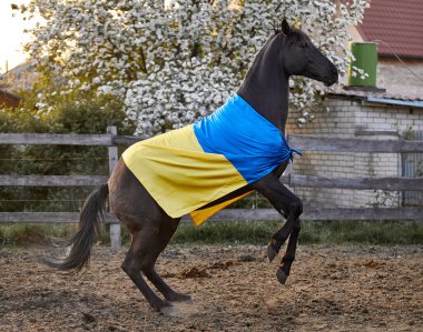 Ukrayna bayraklı güzel siyah at