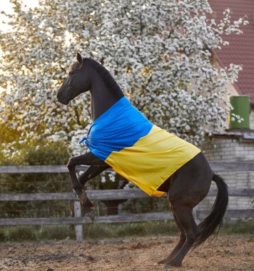 Ukrayna bayraklı güzel siyah at
