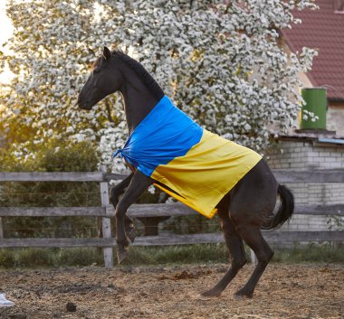 Ukrayna bayraklı güzel siyah at